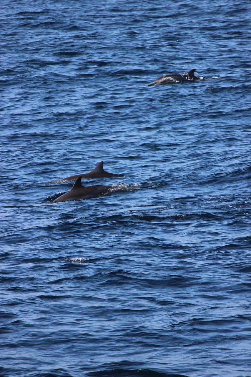 sri lanka black dolphins on body of water ocean
